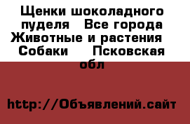 Щенки шоколадного пуделя - Все города Животные и растения » Собаки   . Псковская обл.